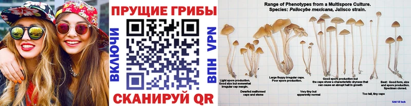 как найти закладки  Лесосибирск  Псилоцибиновые грибы Magic Shrooms 